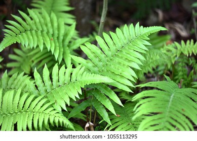 Sword Fern Fishbone Fern Scientific Name Stock Photo 1055113295 ...