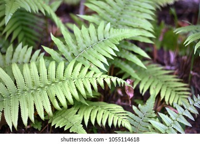 Sword Fern Fishbone Fern Scientific Name Stock Photo 1055114618 ...