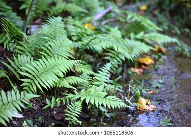 Sword Fern Fishbone Fern Scientific Name Stock Photo 1055118506 ...