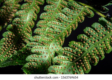 Sword Fern Spores On Frond 