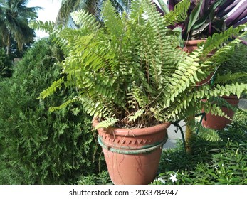 Sword Fern Which Is Also Known Queen Of Fern Plant In Pot For Hanging Basket Purpose