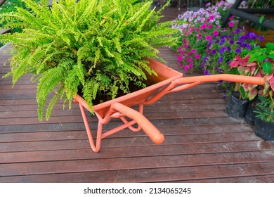 Sword Fern,Fishbone Fern,leaves Edible-stemed Vine in the  in the cart flowerpots. exterior design of the garden of ornamental and flowers on the wooden terrace.
