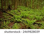 Sword ferns on forest floor in Big Rock Park, Bellingham, Washington.