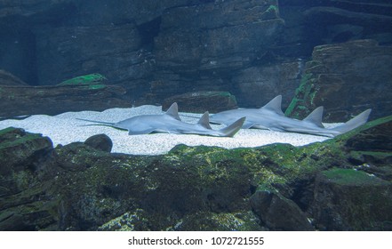 Sword Fish Pair