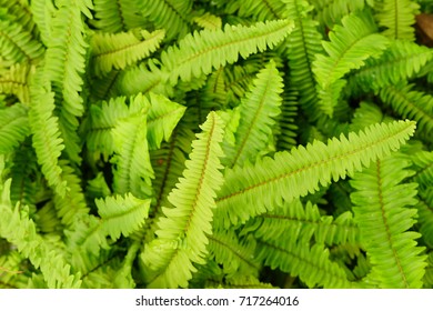 Sword or fishbone fern leaf fresh green background and detail texture.
