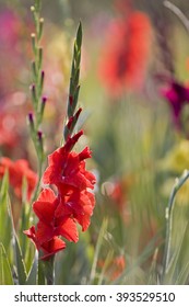 Sword Lily, Germany (Gladiolus)