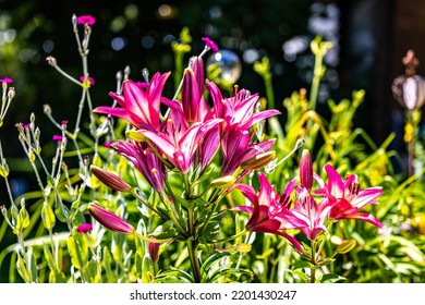 Sword Lily Plants A Sunny Day