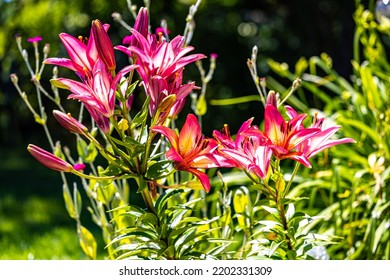 Sword Lily Plants A Sunny Day