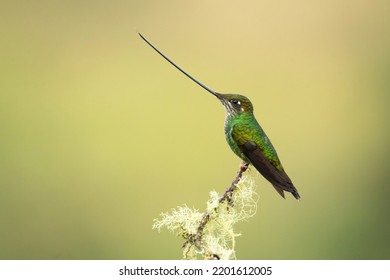 Sword-billed hummingbird (Ensifera ensifera), also known as the swordbill, is a neotropical species of hummingbird from the Andean regions of South America.