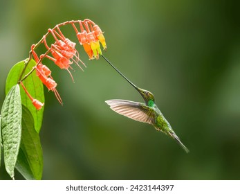 Hummingbird con espada en