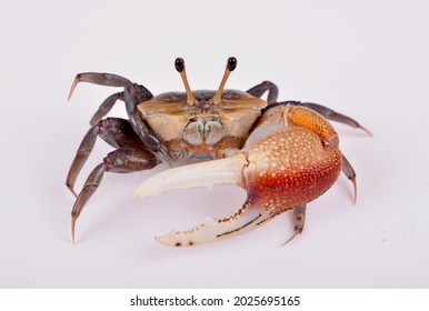 Swordclawed Crad One Large Claw Onits Stock Photo 2025695165 | Shutterstock