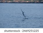 swordfish jumping out of the water, mediterranean sea