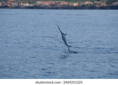 swordfish jumping out of the water, mediterranean sea