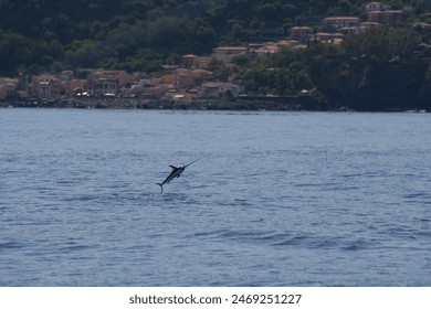 swordfish jumping out of the water, mediterranean sea