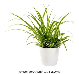 Sword-like ornamental leaves of a potted Chlorophytum laxum plant with green and white variegated margins in a close up side view isolated on white - Shutterstock ID 1936152970