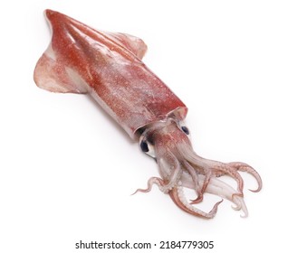 Swordtip squid (In Japan, it is called Kensakiika.) - Shutterstock ID 2184779305