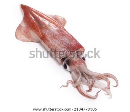 Swordtip squid (In Japan, it is called Kensakiika.)