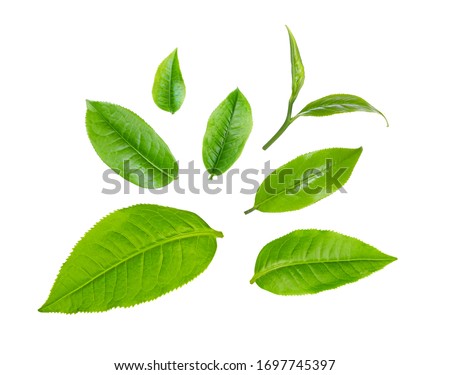 swt fresh green tea leaf isolated on white background