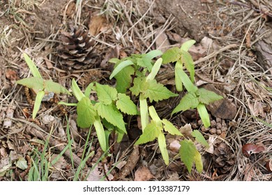 Sycamore, Acer Pseudoplatanus, Tree Seedlings Newly Emerged In A Conifer Woodland In Spring With A Background Of Conifer Leaves, Cones And Soil.