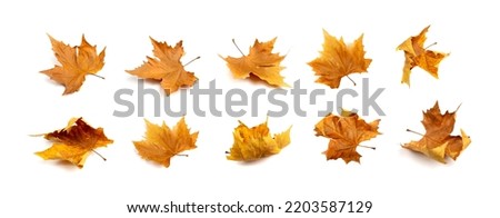 Sycamore autumn leaf set isolated. Platanus brown foliage, maple leaves collection, eco garbage, forest litter component, big sycamore curved leaves on white background
