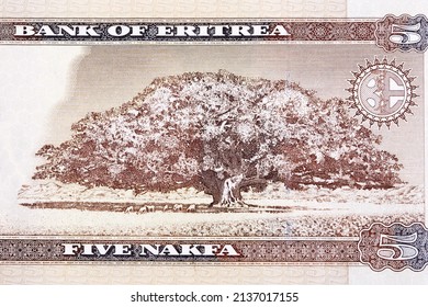 Sycamore Fig Tree From Eritrean Money - Nakfa