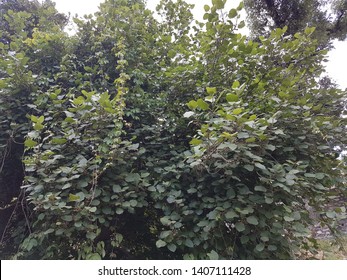 Sycamore Fig Tree Plant - Gular Ka Pedh 