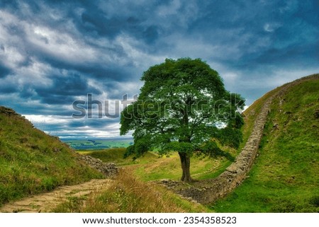 The Sycamore Gap Tree or Robin Hood Tree is a sycamore tree standing next to Hadrian’s Wall in Northumberland, England. It is located in a dramatic dip in the landscape.