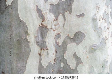 Sycamore, platan or plane tree bark texture background in khaki colors, khaki military pattern imitation.