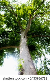 Sycamore Platanus Tree Chinar Tree View Stock Photo (Edit Now) 1433966711