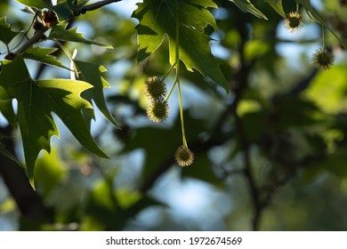 Sycamore Tree Seed Pod Images Stock Photos Vectors Shutterstock