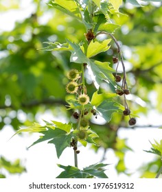 Sycamore Tree Seed Pod Images Stock Photos Vectors Shutterstock