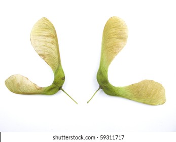 Sycamore Tree Seed High Res Stock Images Shutterstock