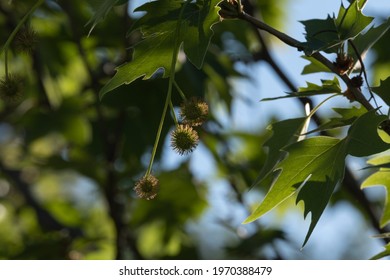 Sycamore Tree Seed Pod Images Stock Photos Vectors Shutterstock