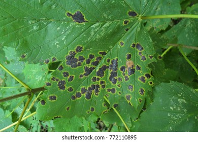 Sycamore With Tar Spot