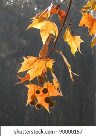 Sycamore Tree