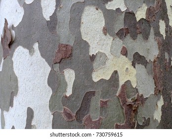 Sycamore Tree Bark Close Up