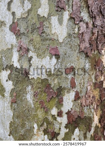 Sycamore tree bark pattern. Abstract background in natural colors. Natural tree bark texture, patchy and multicolored surface. Tree shedding bark. Close-up. 