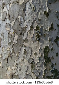 Sycamore tree bark texture background photo in khaki colors. Platan or plane tree, sycamore bark, wooden plant element. Khaki military pattern imitation.