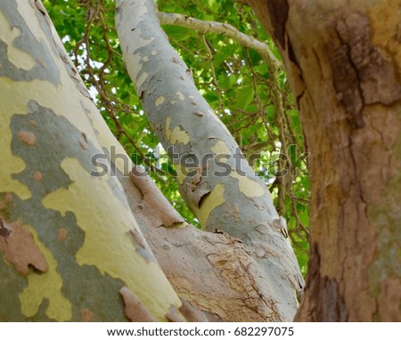 Sycamore tree branches and bark