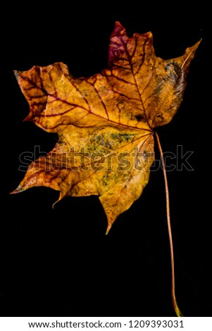 Similar – Herbstblätter Baum