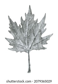 Sycamore tree leaf hand drawn, black and white lead pencil drawing, isolated on white background - Shutterstock ID 2079365029