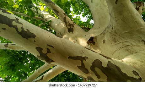 Sycamore tree. Platanus orientalis. Close up view. Bare  plane tree trunk with branches and green summer foliage. Park trees edition
