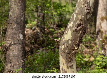 Sycamore Tree Trunk (Platanus Occidentalis) With A Unique Military-colored Bark In A Jigsaw Shape In A Green Forest With Blurred Background. Wood Sink Texture Detail In Pastel Colors.