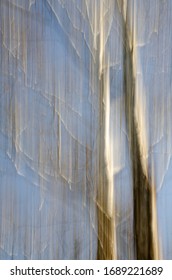 Sycamore Tree Trunks Are Abstracted, DuPage County, Illinois