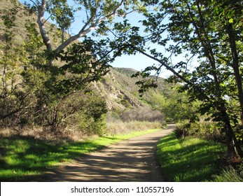 Sycamore Trees In Point Mugu State Park, Malibu, CA