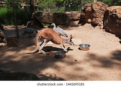 Sydney / Australia - 02 Jan 2019: Wild animals at the Taronga zoo in Sydney, Australia
