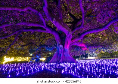 Sydney, Australia - 2016, May 27: Annual Outdoor Lighting Festival Vivid Sydney: Festival Of Light, Music & Ideas. Will Of The Wisps Light Installation In The Royal Botanic Garden