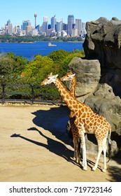 SYDNEY, AUSTRALIA -5 AUG 2017- Two giraffes at Taronga Zoo with the Sydney Harbour and Sydney skyline in the background.