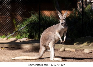 SYDNEY, AUSTRALIA - APRIL 2016; Kangaroo At Taronga Zoo

