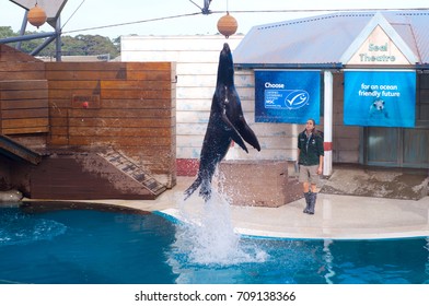 Sydney Australia - August 12, 2017. Sea lion show in Sydney Taronga Zoo. Acrobatic seal jump on a water show trying get the ball.